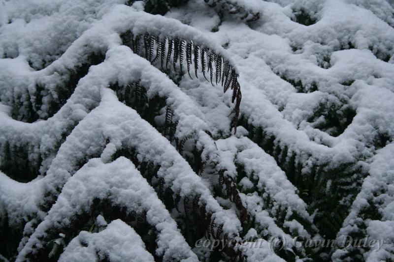 Snow on tree ferns, Sassafras IMG_7556.JPG